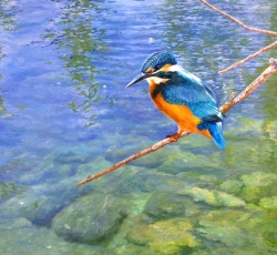 Fernando Saenz Pedrosa